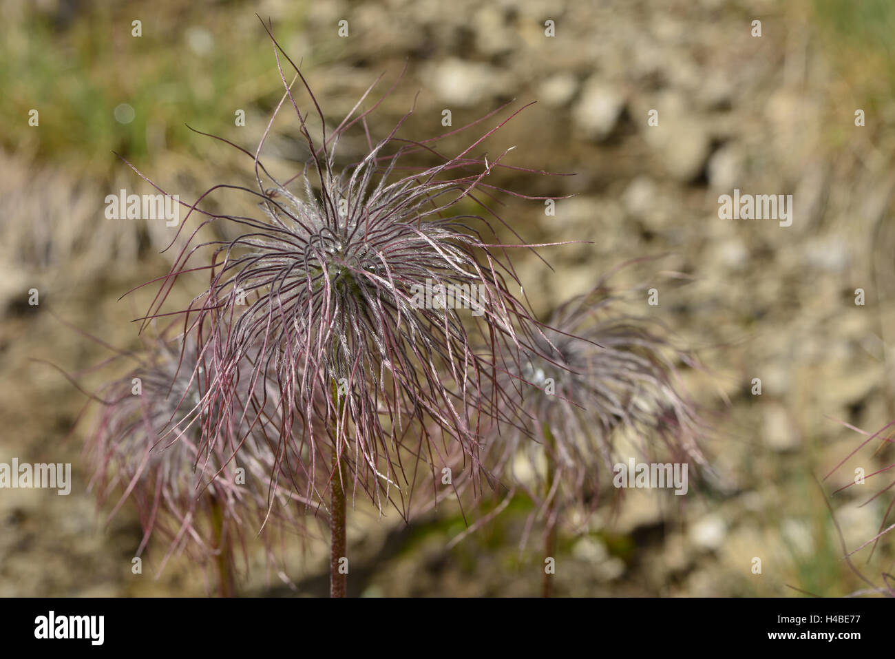 Infructescence of the alpine pasqueflower Stock Photo