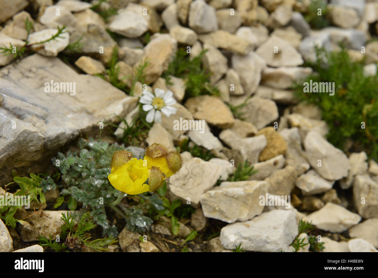 Rhaetian Alps poppy Stock Photo
