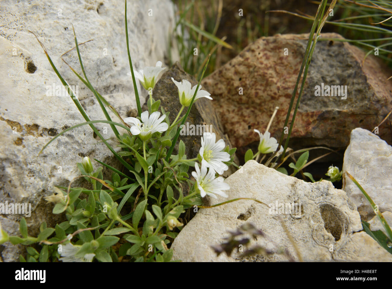 Alpine mouse-ear Cerastium alpinum Stock Photo