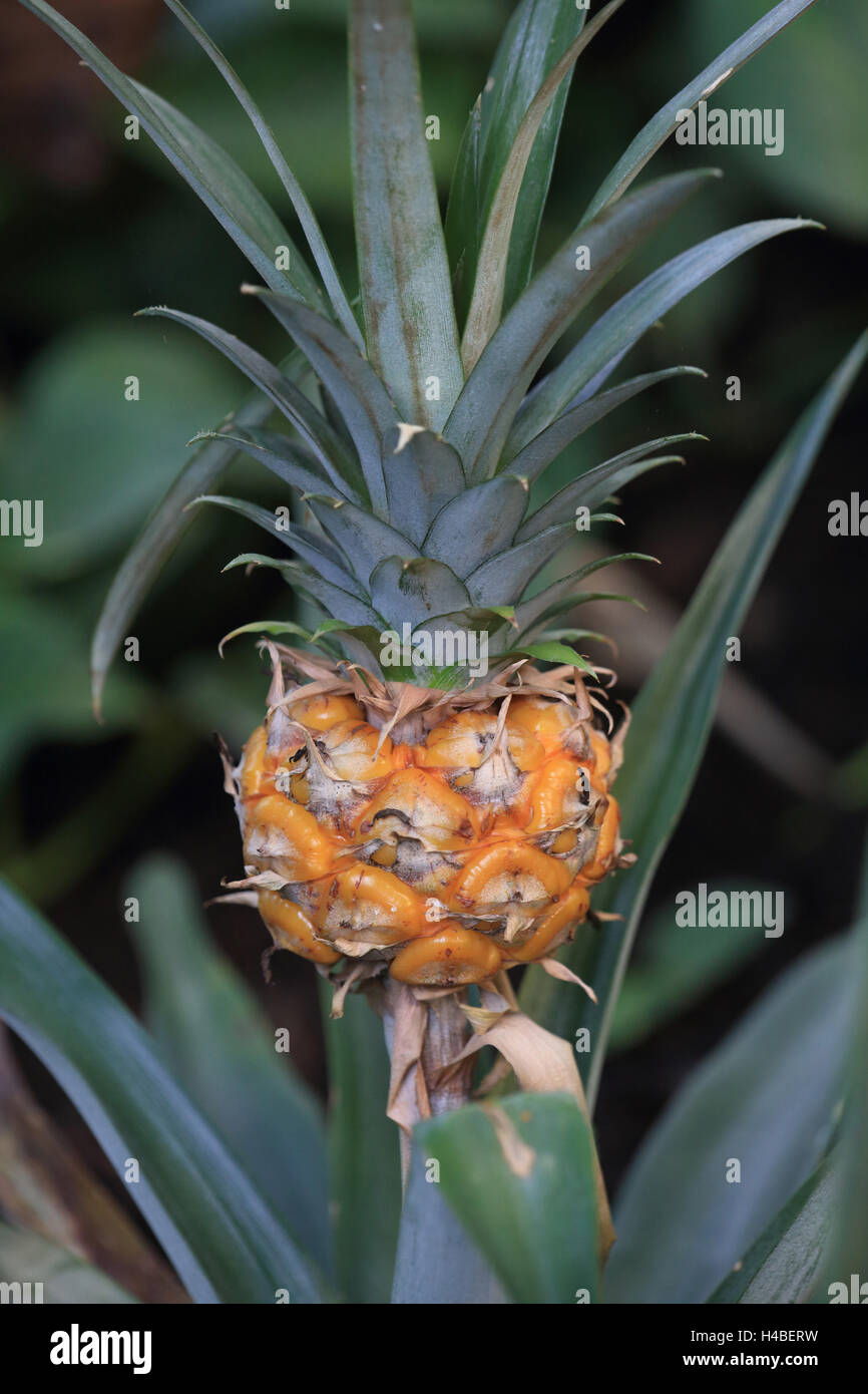 Pineapple, Ananas comosus Stock Photo