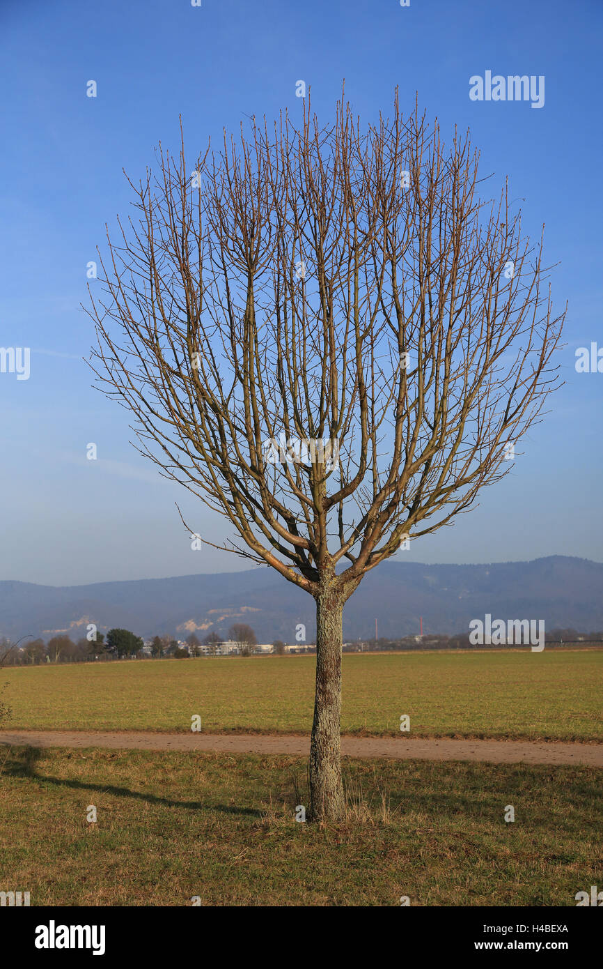 Rowan in autumn, Sorbus aucuparia Stock Photo