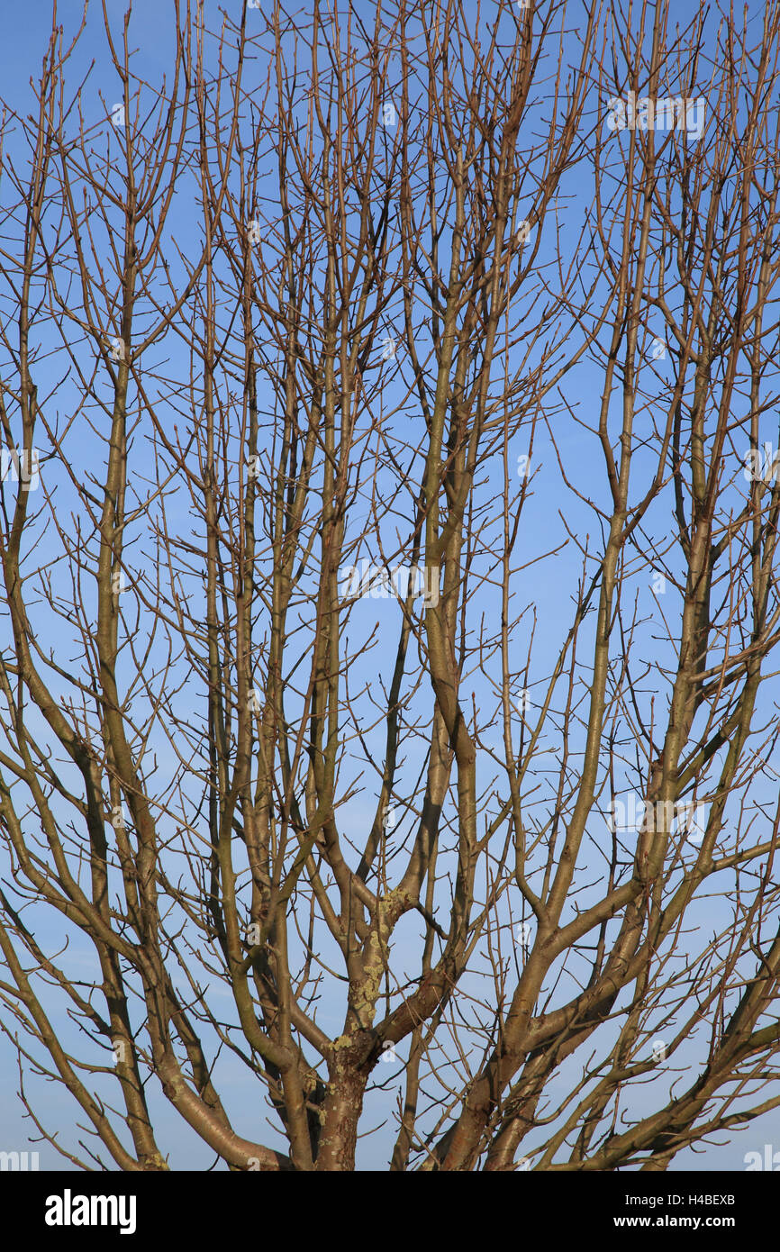 Rowan in autumn, Sorbus aucuparia Stock Photo