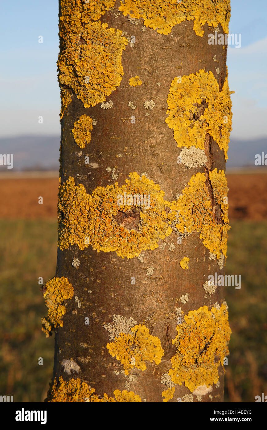 Common orange lichen, Xanthoria parietina Stock Photo