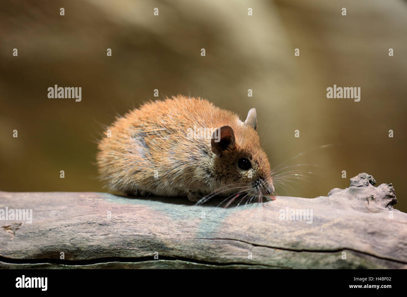 Golden spiny mouse Acomys russatus Stock Photo