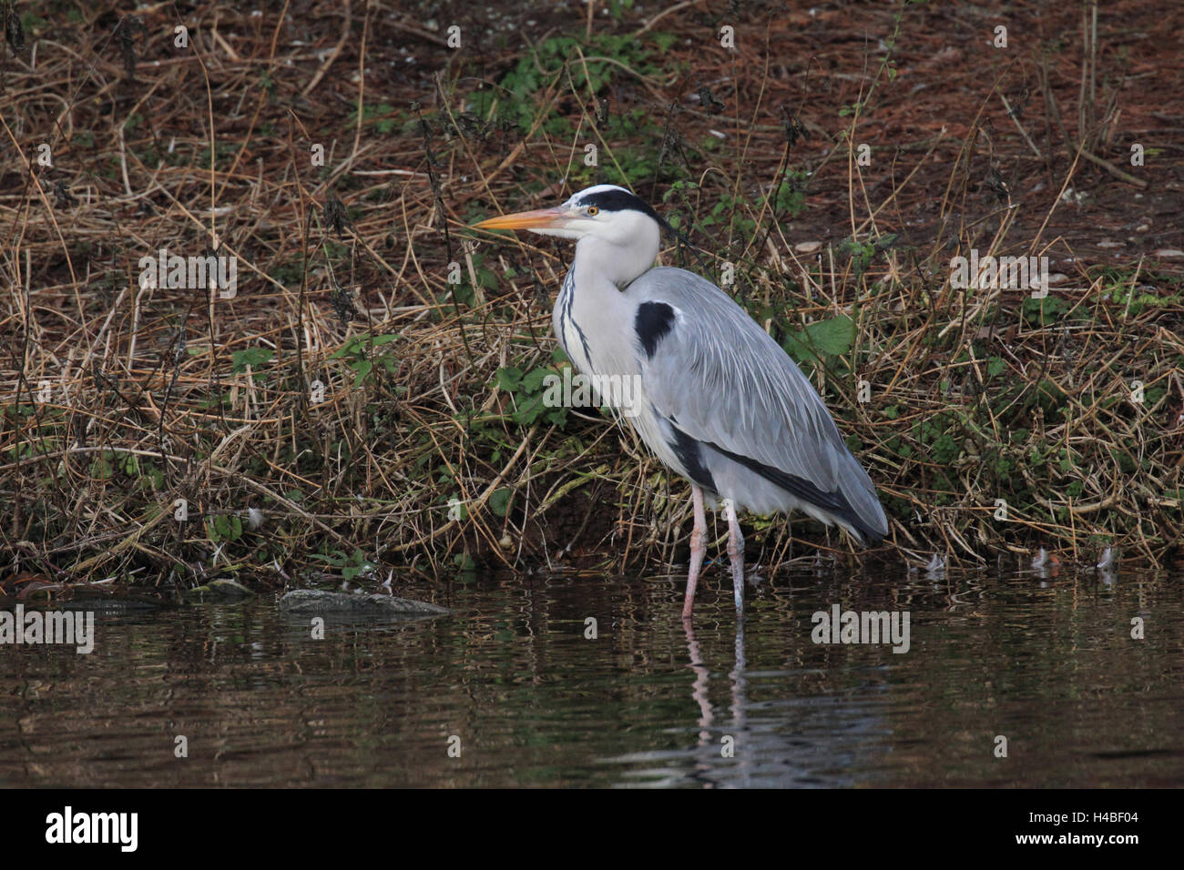 Grey heron, Ardea cinerea Stock Photo