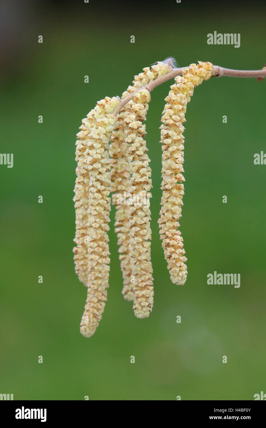 Common hazel catkin, Corylus avellana Stock Photo