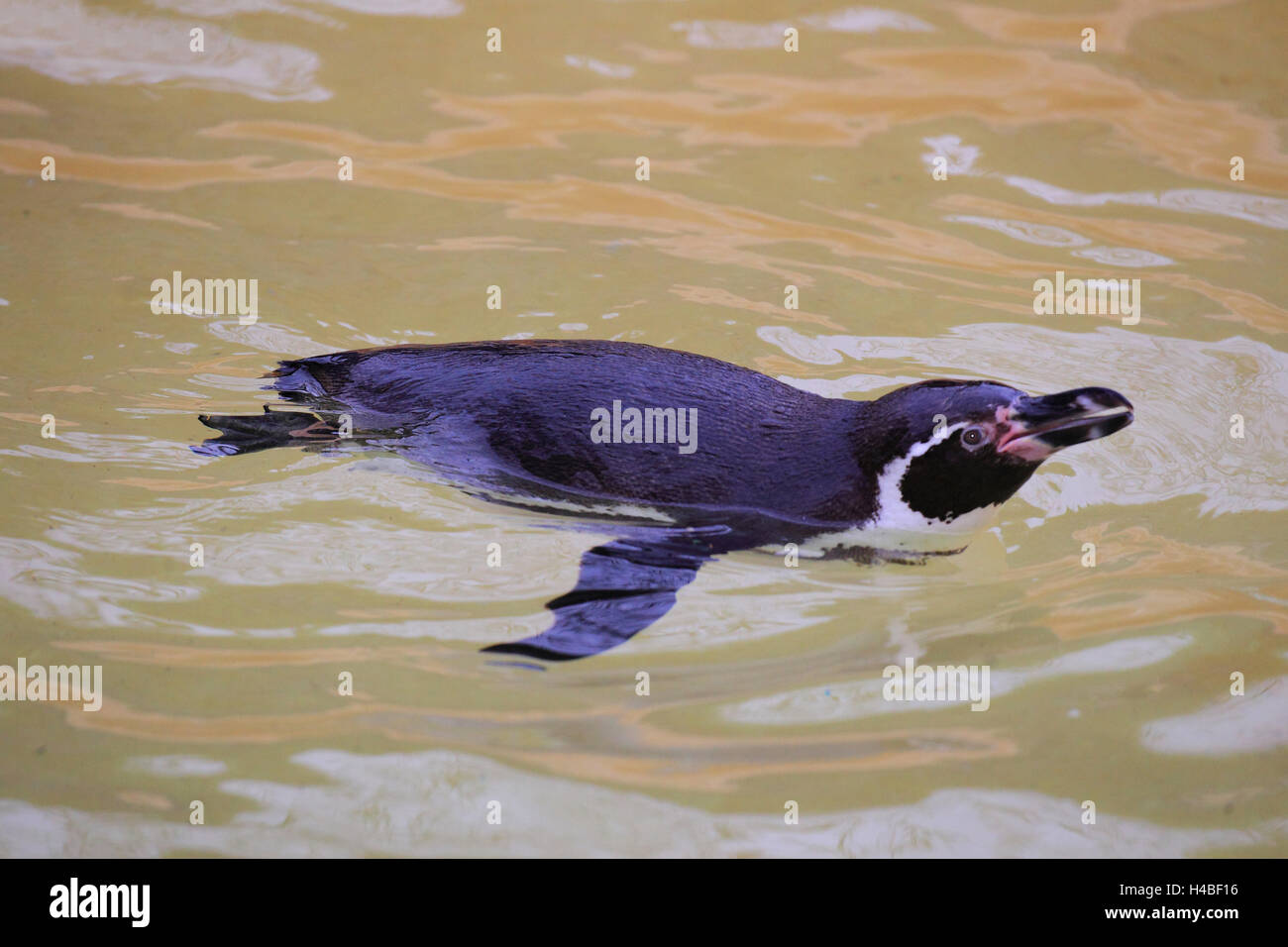 Humboldt penguin, swimming, Spheniscus humboldti Stock Photo