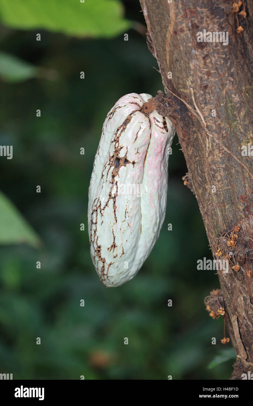 Cacao tree with fruits Theobroma cacao Stock Photo