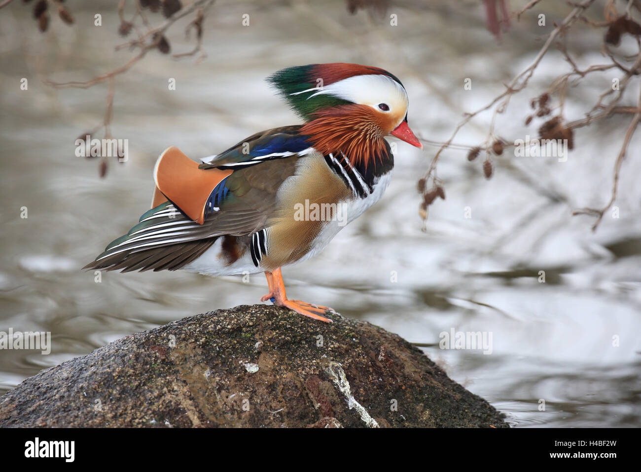 Mandarin duck male standing on a stone, Aix galericulata Stock Photo ...