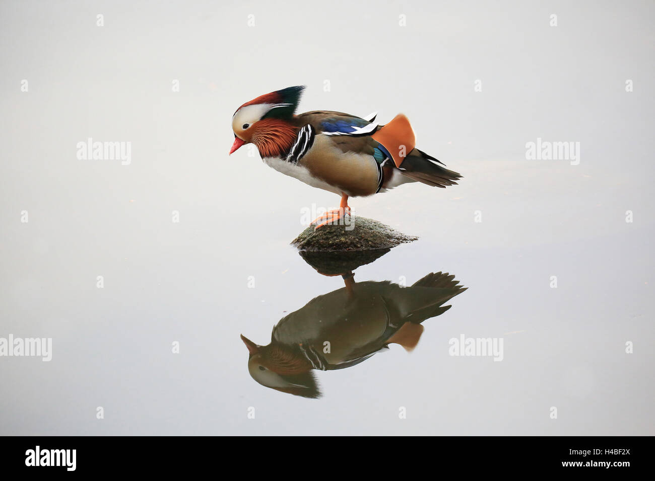 Mandarin duck male standing on a stone in the water, Aix galericulata ...