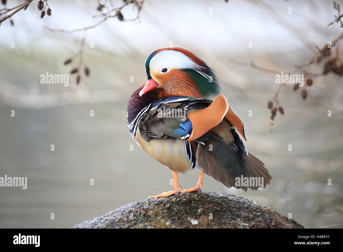 Mandarin duck male standing on a stone, Aix galericulata Stock Photo ...