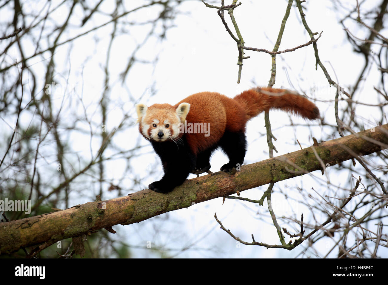 Red panda running on trunk, Ailurus fulgens Stock Photo