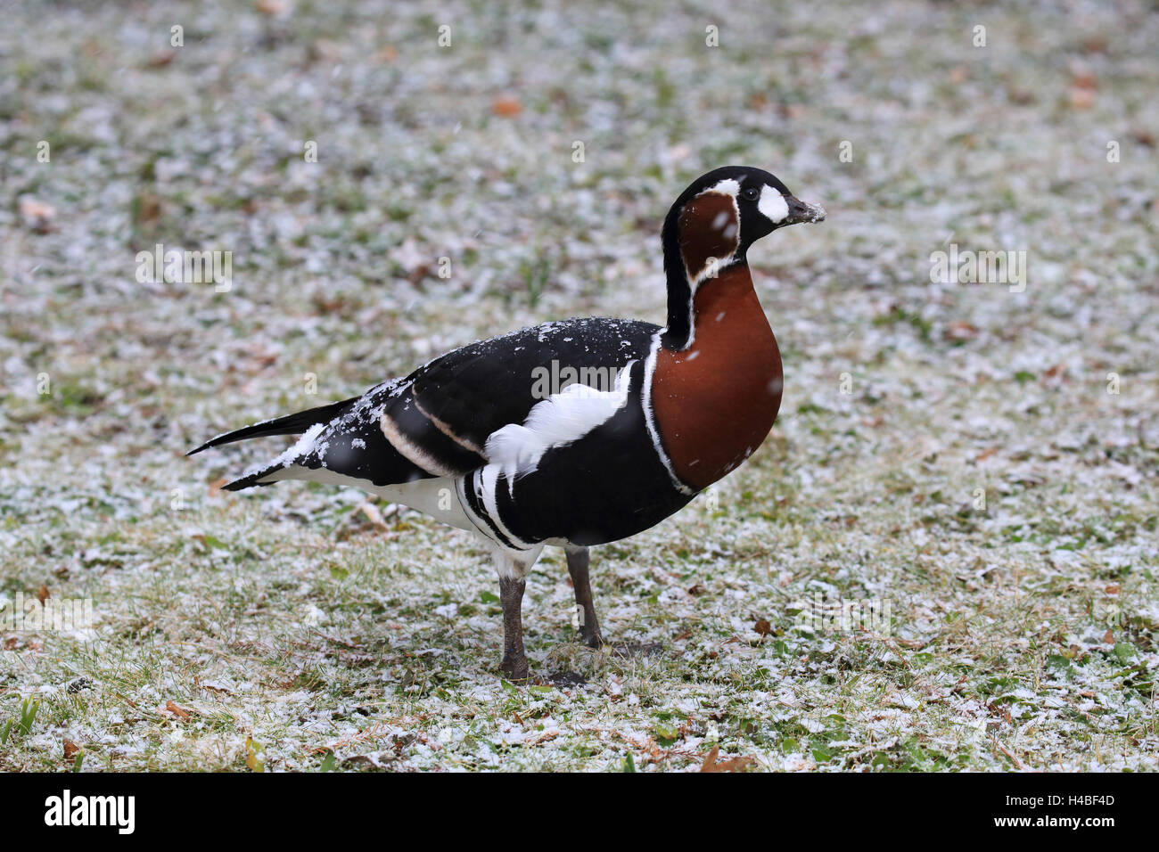 Red-breasted goose in the driving snow, Branta ruficollis Stock Photo