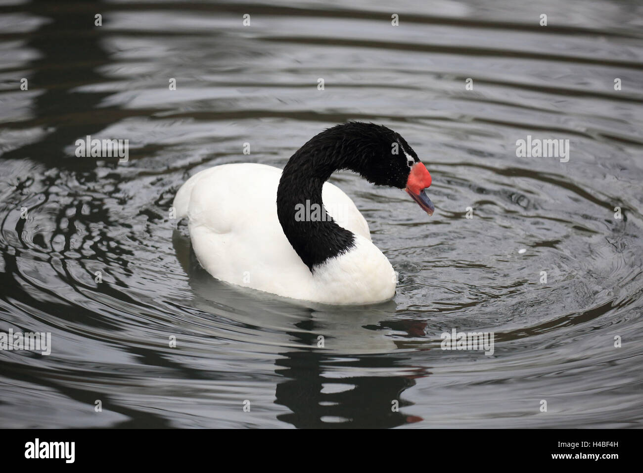 Black-necked swan swimming in the water Cygnus melanocoryphus Stock Photo