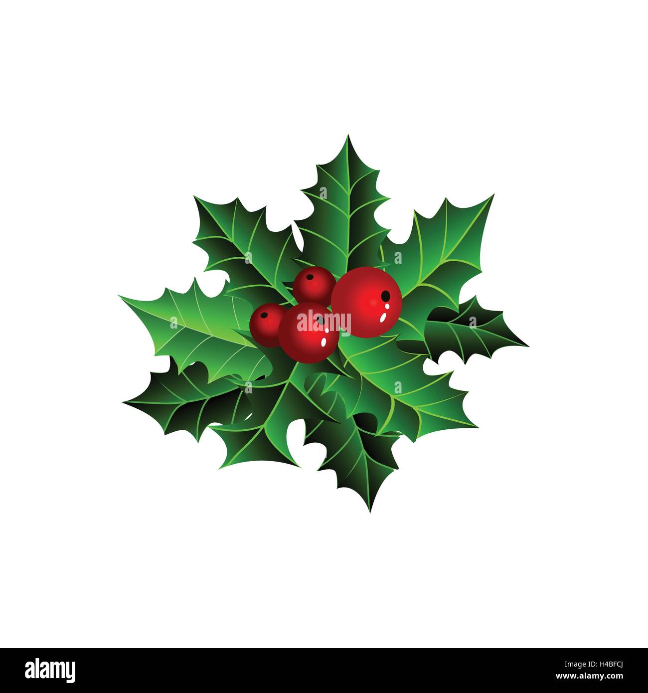 Twig of holly with berry and leaves Stock Vector Image & Art - Alamy