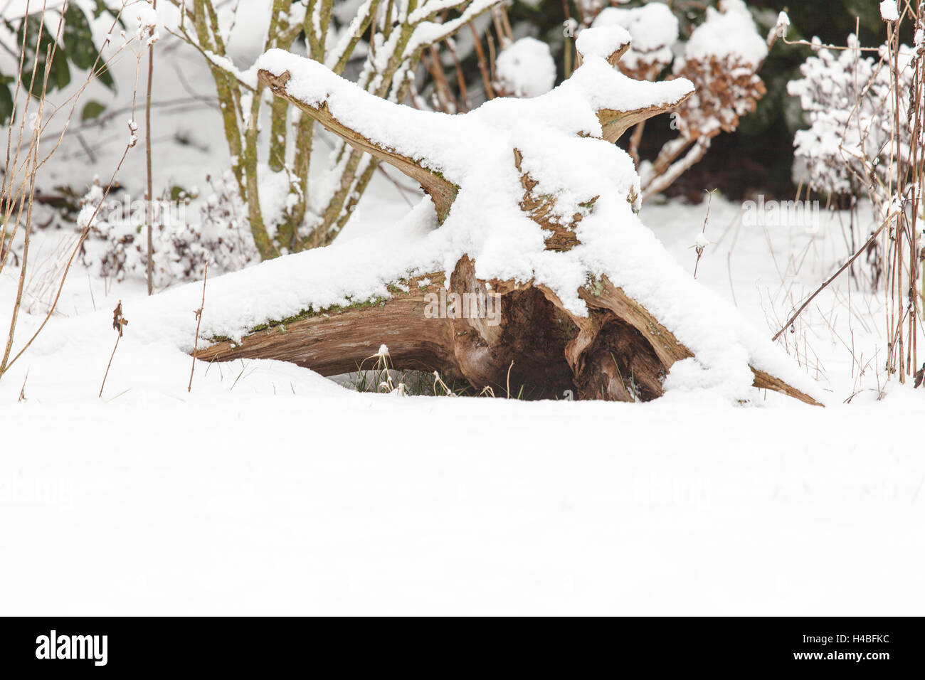 Winter, tree root as decoration in the rural garden Stock Photo - Alamy