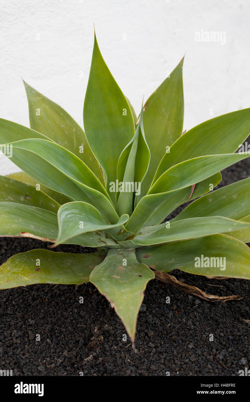 Agave attenuata Stock Photo Alamy