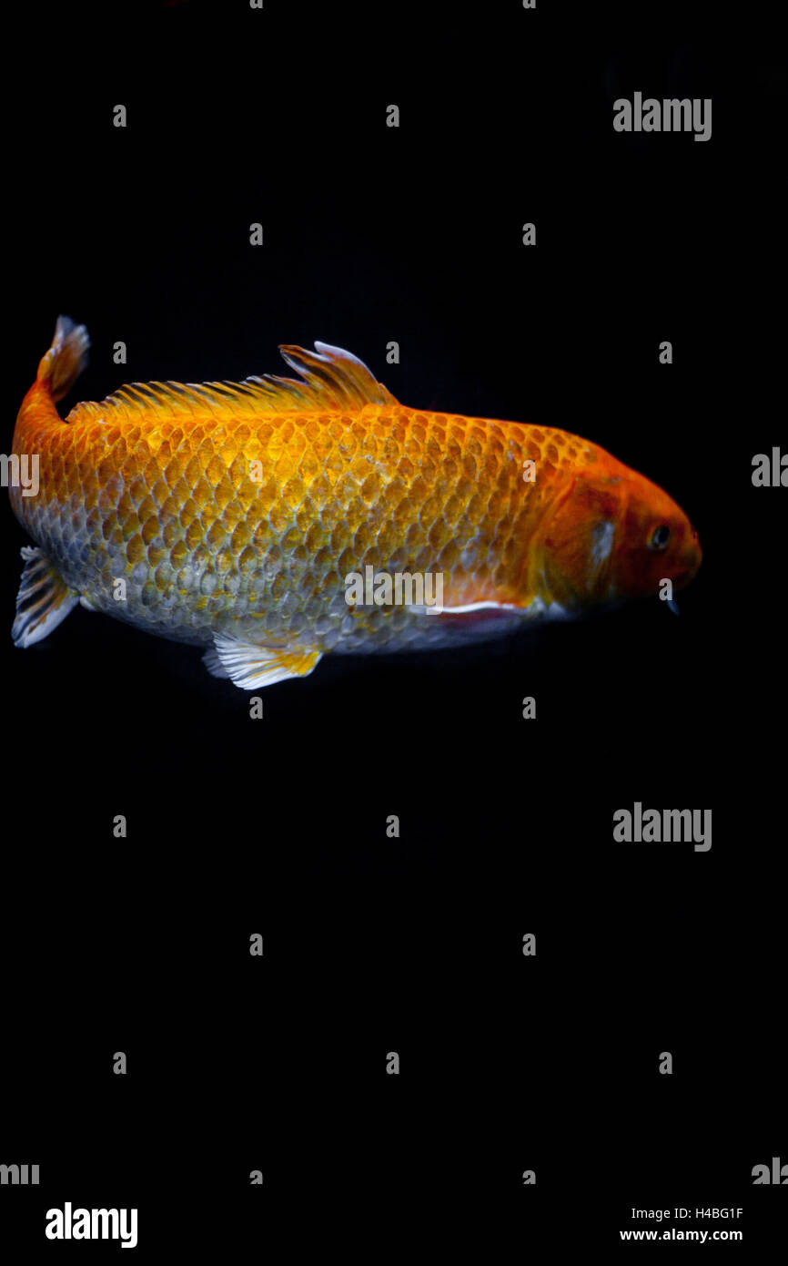 Goldfish in front of black background Stock Photo
