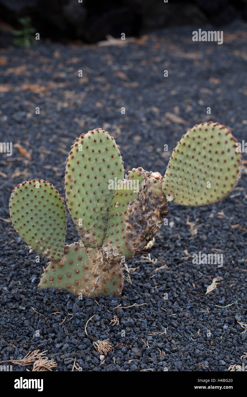 ※オプンチア　ガラパゴス団扇　変葉　Opuntia galapageia モンスト 限定1枚 オプンチア属（ガラパゴスウチワ）／ガラパゴス諸島のサボテン／ぱんさ