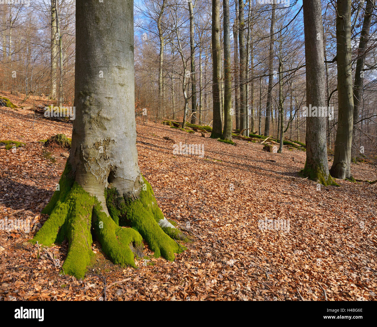 Beech forest early spring hi-res stock photography and images - Alamy
