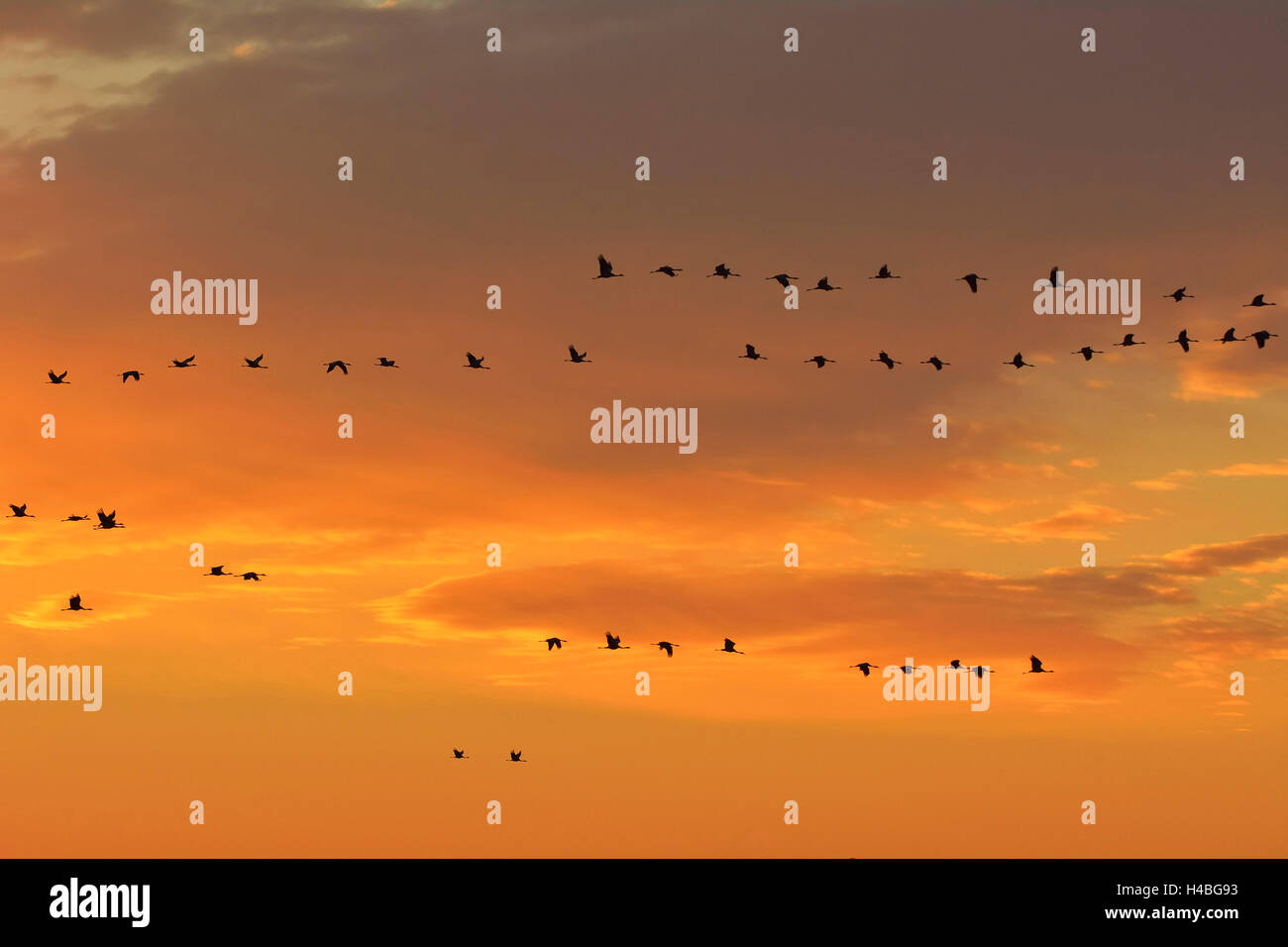 Common Cranes, Grus grus, in Formation Flight, at Sunrise, Zingst, Barther Bodden, Darss, Fischland-Darss-Zingst, Western Pomerania, Germany, Europe Stock Photo