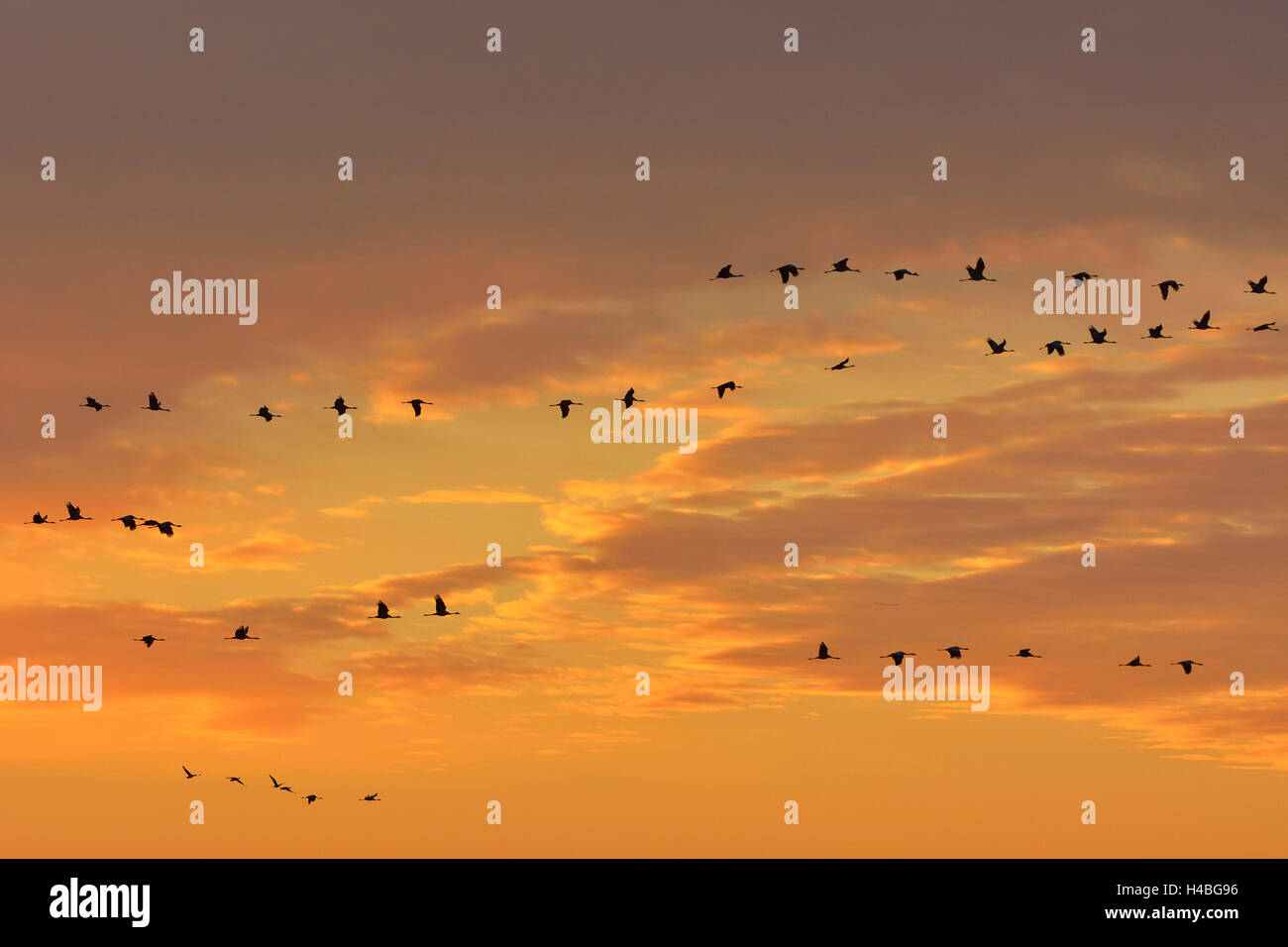 Common Cranes, Grus grus, in Formation Flight, at Sunrise, Zingst, Barther Bodden, Darss, Fischland-Darss-Zingst, Western Pomerania, Germany, Europe Stock Photo