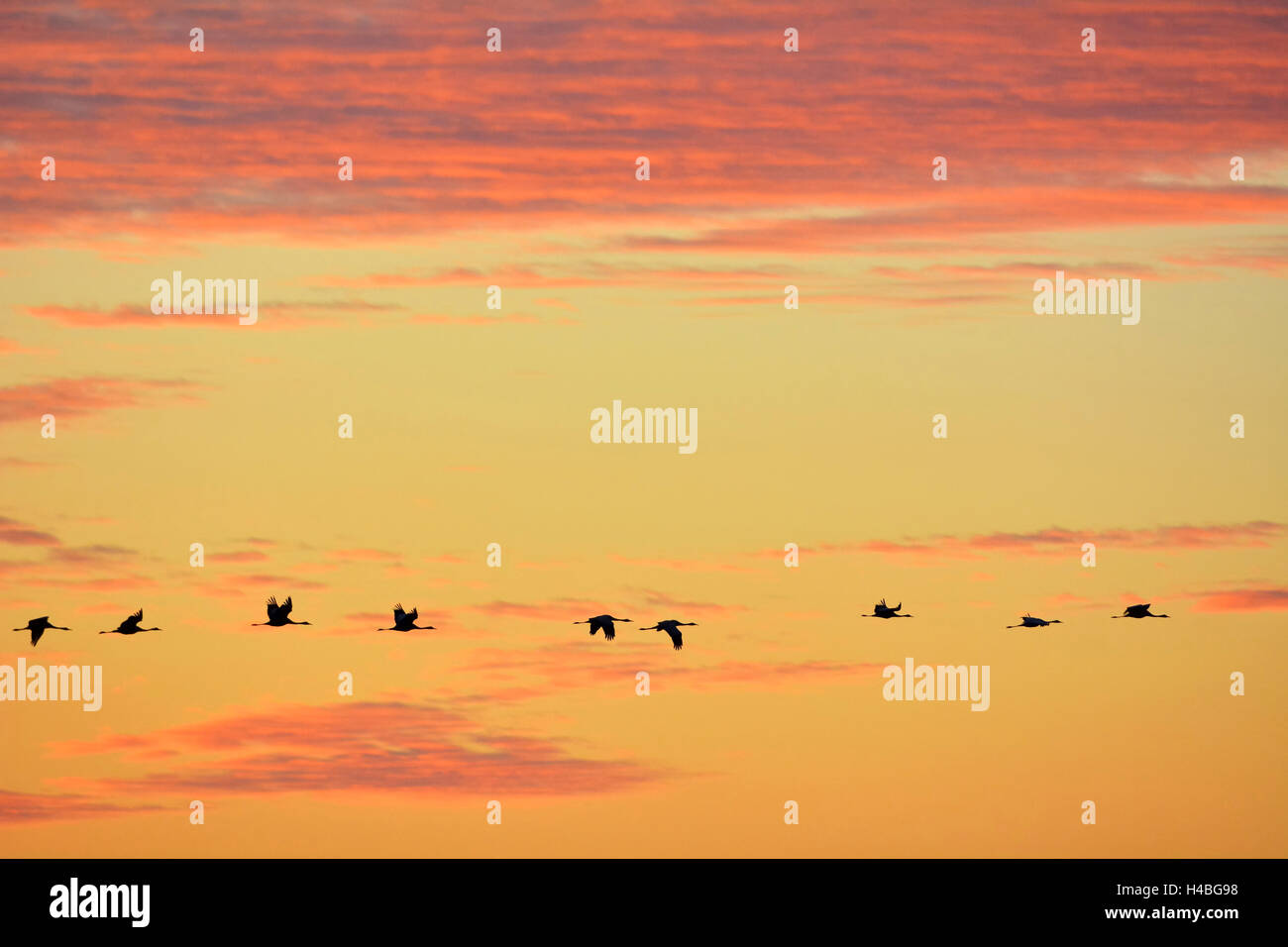 Common Cranes, Grus grus, in Formation Flight, at Sunset, Zingst, Barther Bodden, Darss, Fischland-Darss-Zingst, Western Pomerania, Germany, Europe Stock Photo