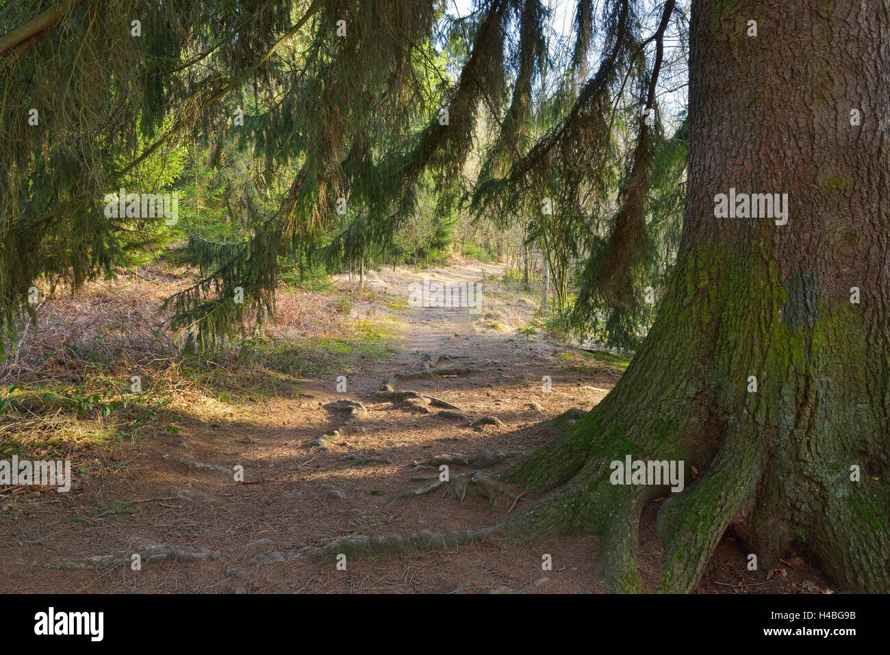 Conifer Tree with Path, Urwald Sababurg, Hofgeismar, Reinhardswald, Hesse, Germany Stock Photo