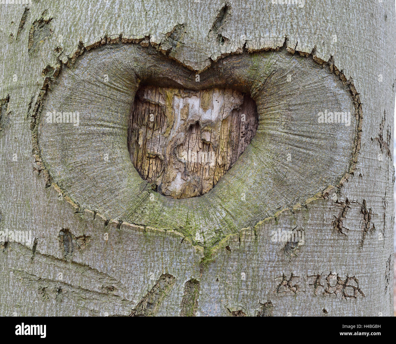 Heart Carved in Tree Bark, Schwerin, Western Pomerania, Germany Stock Photo