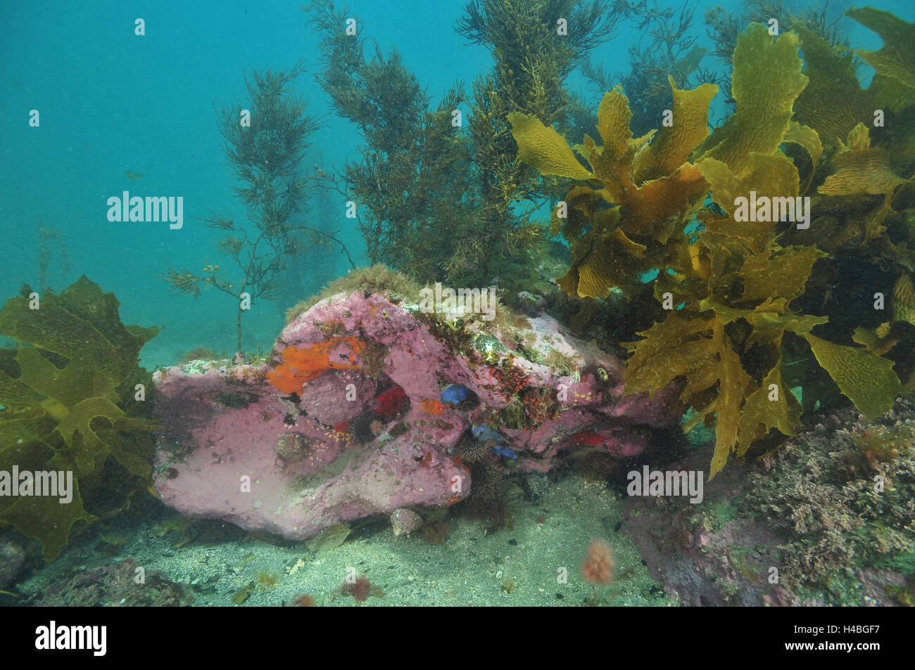 Boulders covered with kelp on top and tunicates and encrusting sponges on bottom Stock Photo