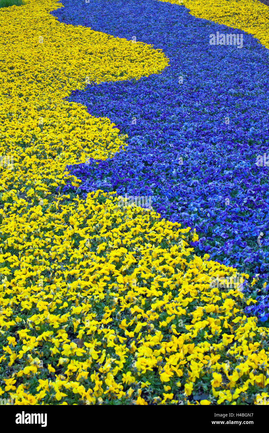 yellow and blue pansies Stock Photo