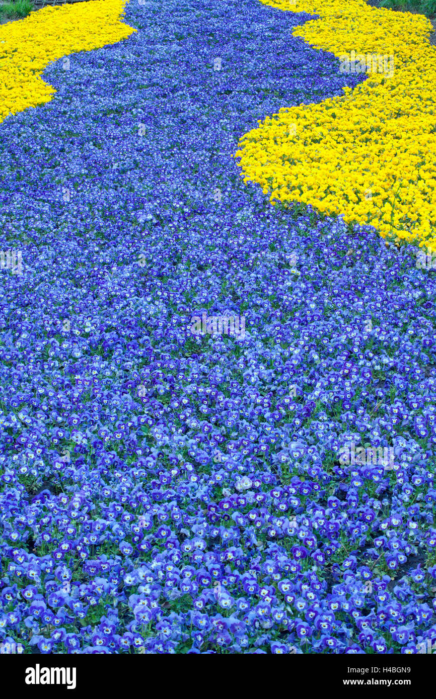 Blue And Yellow Pansies High Resolution Stock Photography and Images