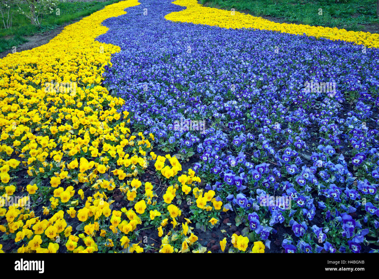 Blue And Yellow Pansies High Resolution Stock Photography and Images