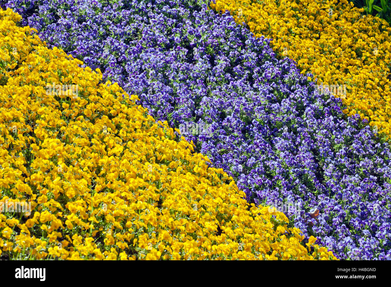 yellow and blue pansies Stock Photo - Alamy