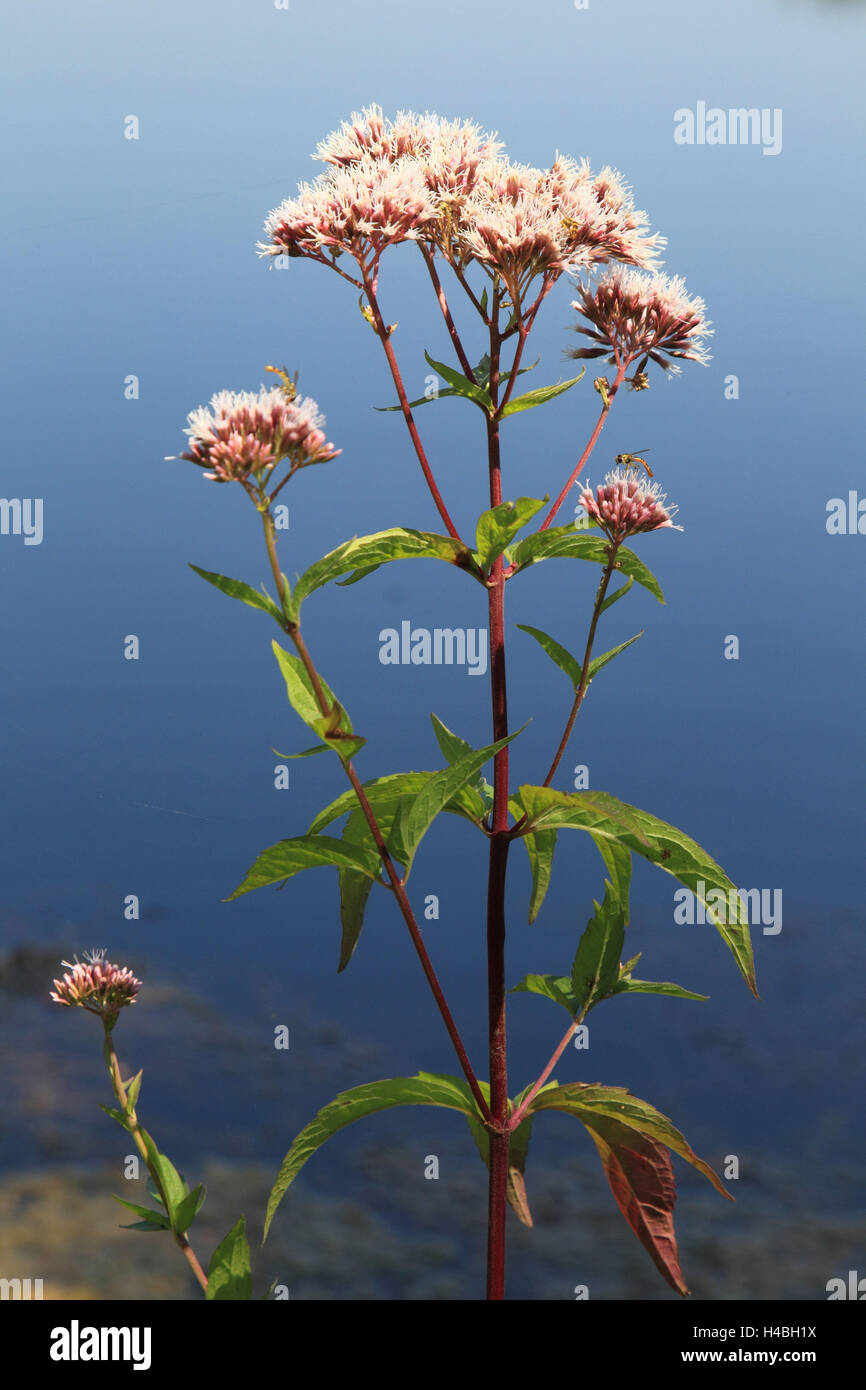 Dost hi-res stock photography and images - Alamy