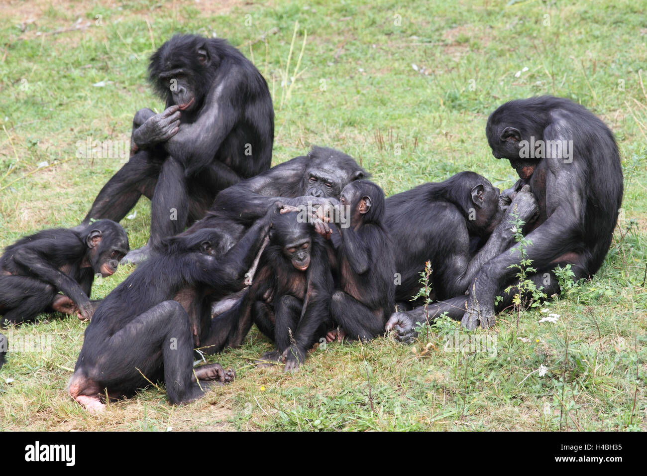 Bonobo group, Stock Photo
