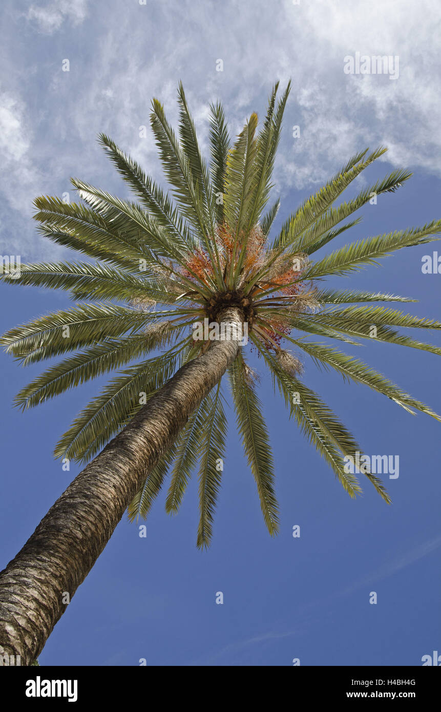 Spain, Canary Islands, Gran Canaria, date palm, Stock Photo