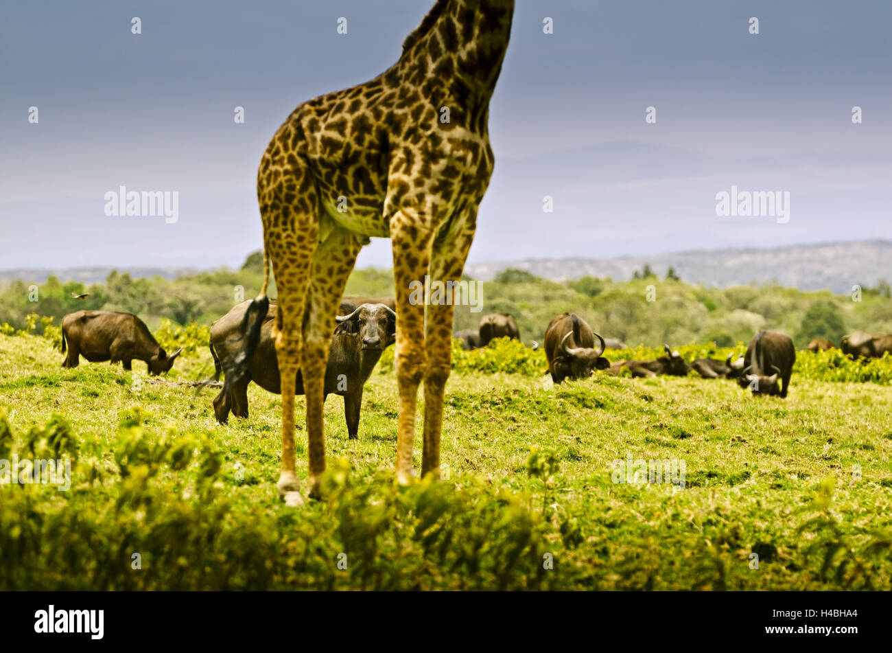 Africa, Tanzania, East Africa, Mt. Meru, Arusha National Park, buffalo, giraffe, Stock Photo