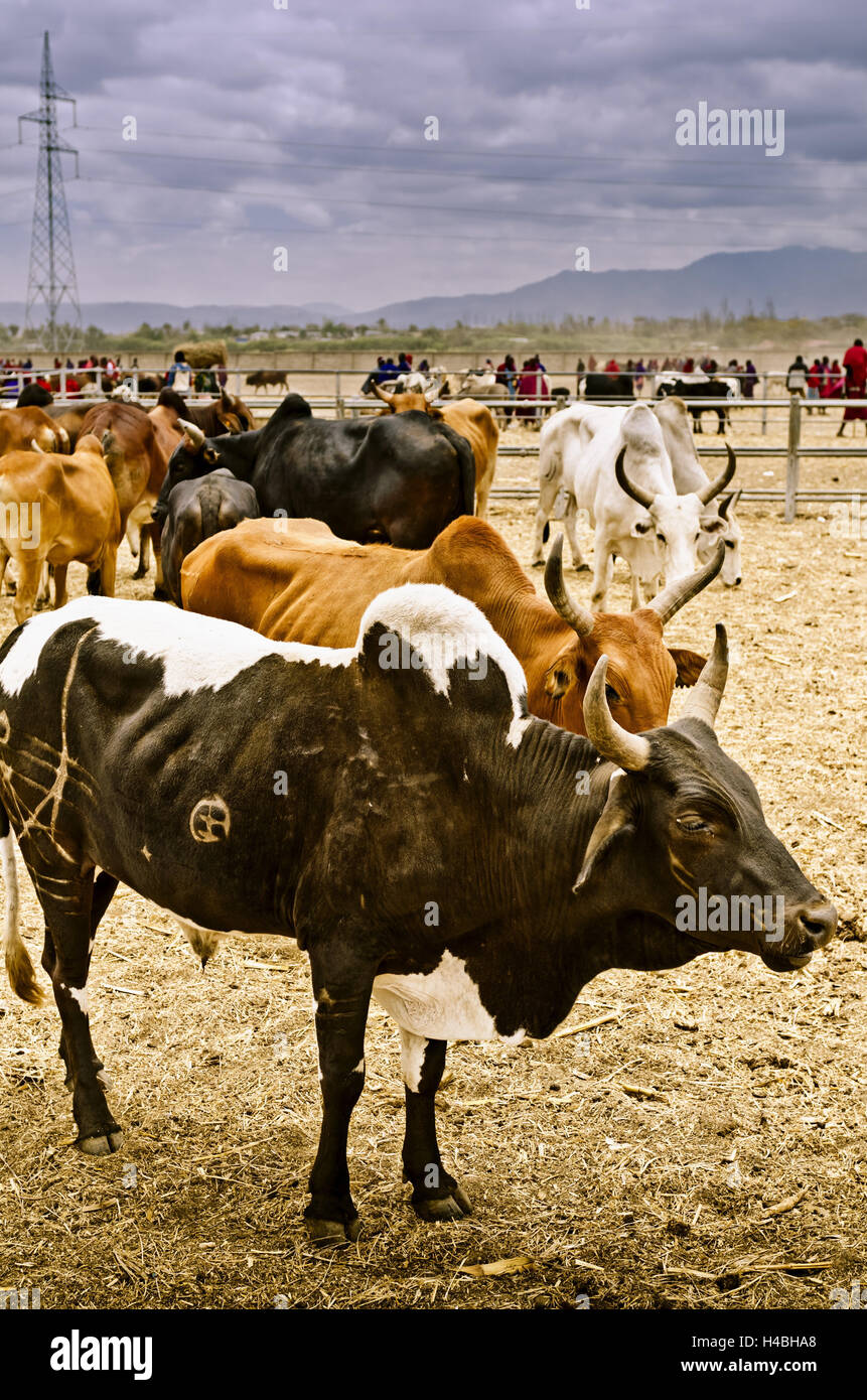 Africa, Tanzania, East Africa, Arusha, market, cattle market, Maasai, Stock Photo
