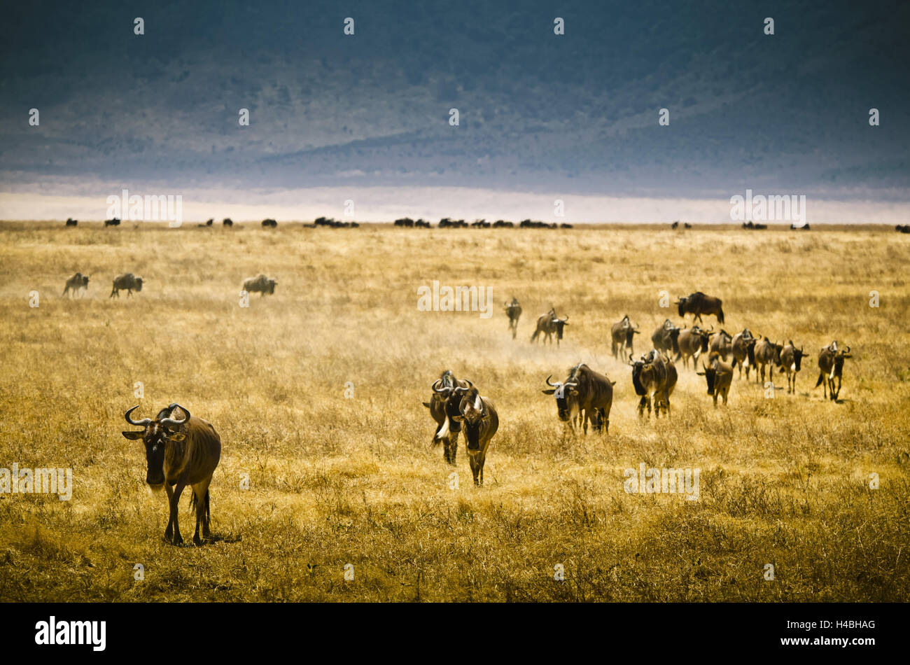 Africa, Tanzania, East Africa, crater, volcano crater, Ngorongoro, gnus, Stock Photo