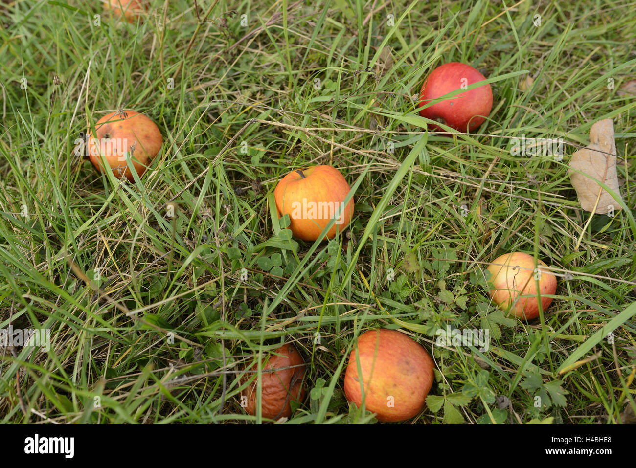 Windfall, cultural apples, Malus domestica, Pyrus malus, meadow, lie, ripe, Stock Photo