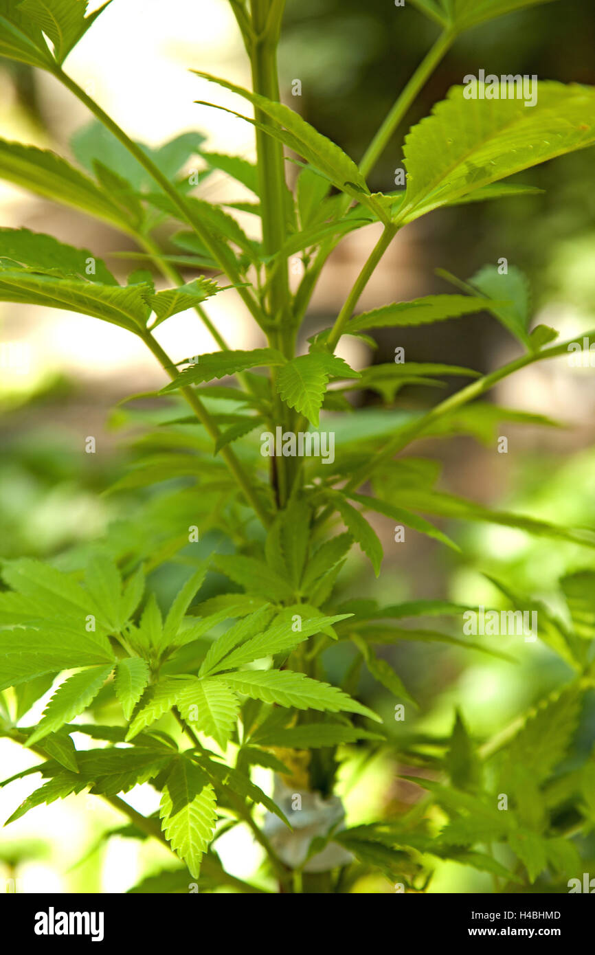 Plant, leaves, green, cannabis, drug, Stock Photo