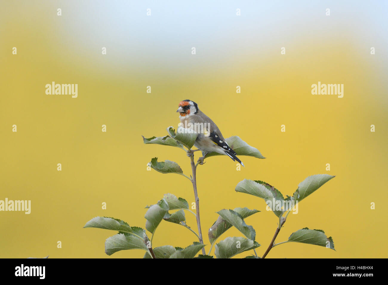 Goldfinch, Carduelis carduelis, fork, sit, at the side, Stock Photo