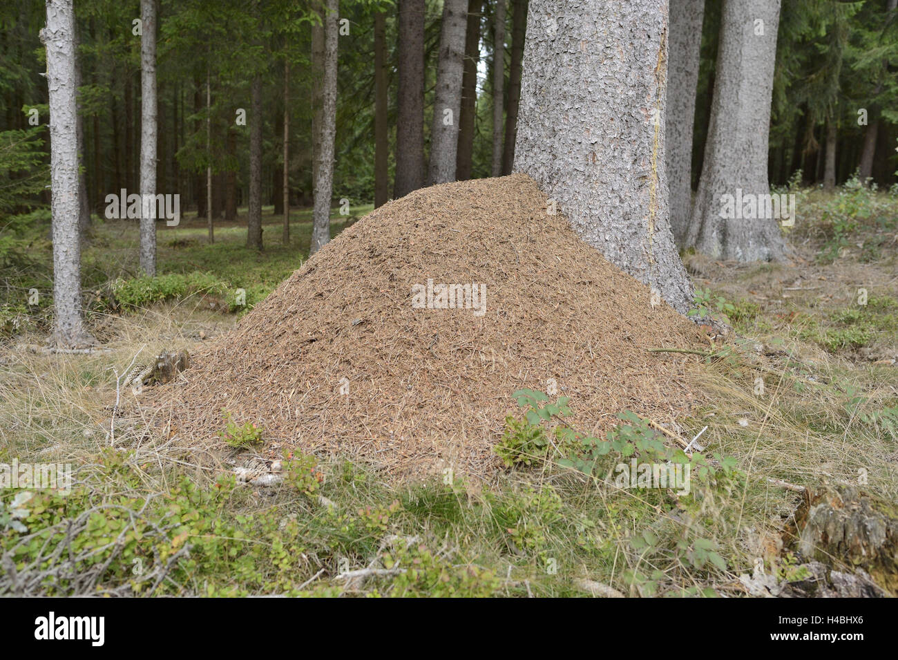 Ant-hills, scenery, Upper Palatinate, Bavaria, Germany, Stock Photo