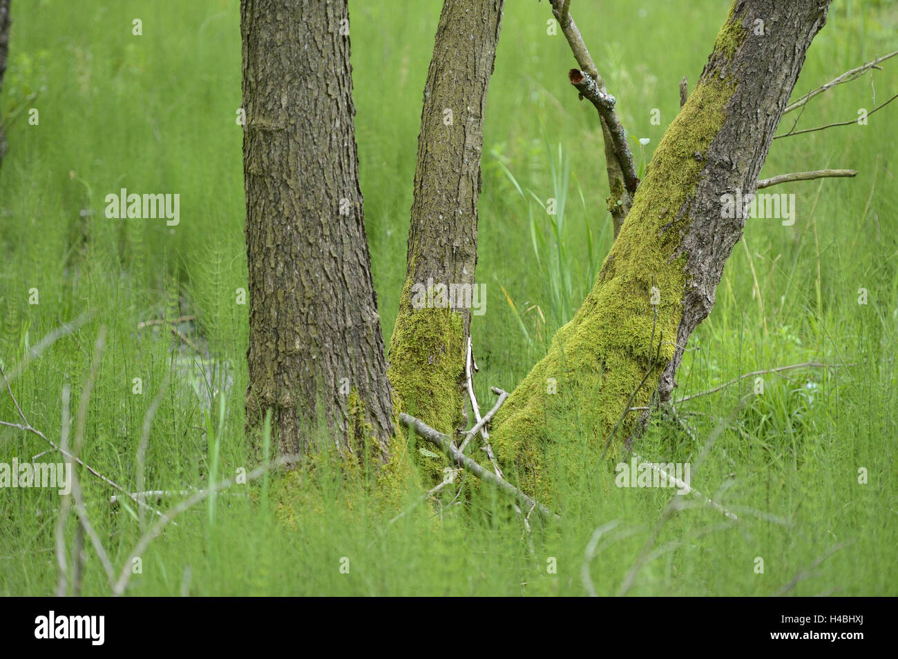 Black alder, Alnus glutinosa, trunks, medium close-up, Stock Photo
