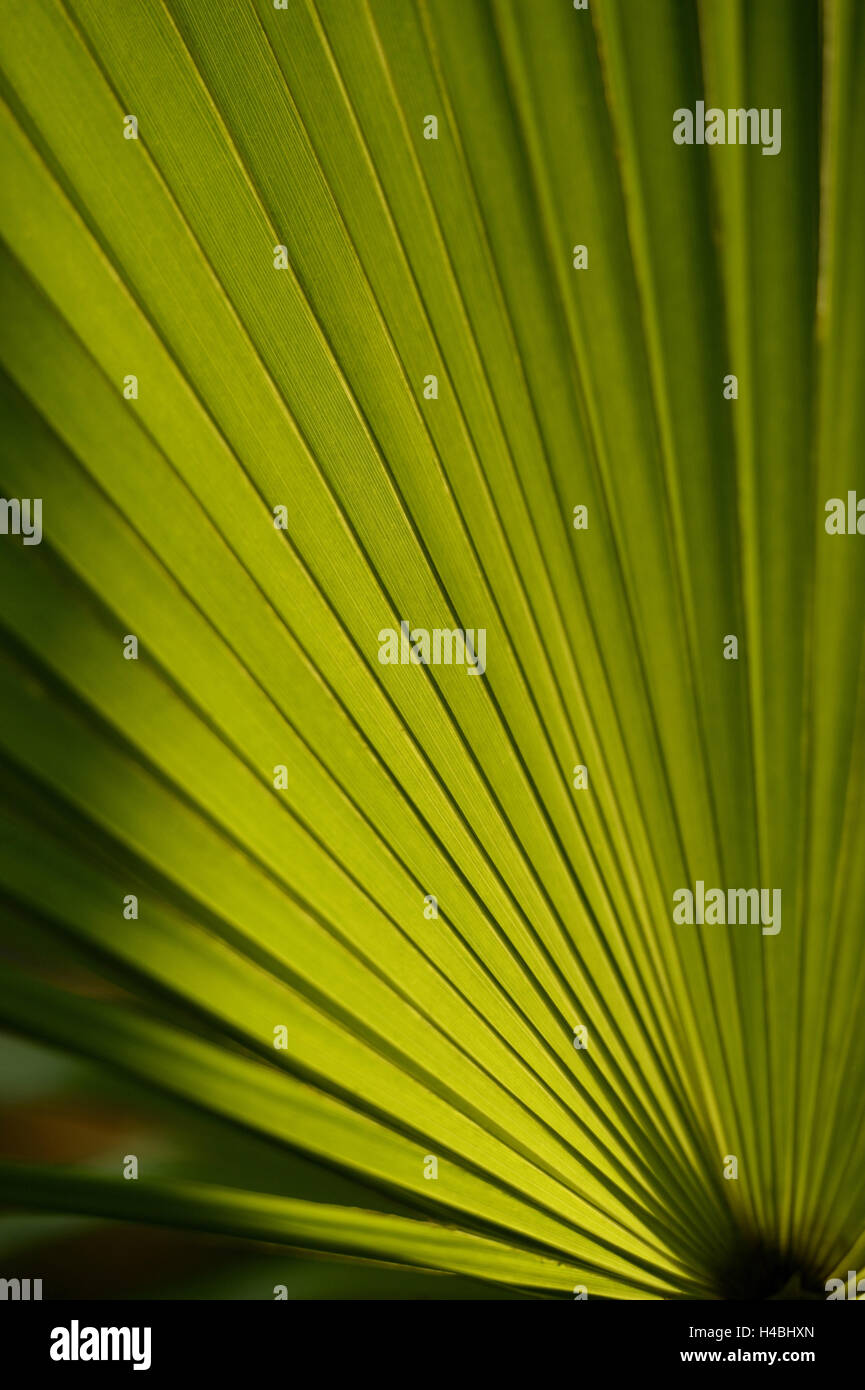 Chinese hemp palm, Trachycarpus fortunei, leaves, medium close-up, back light, Stock Photo