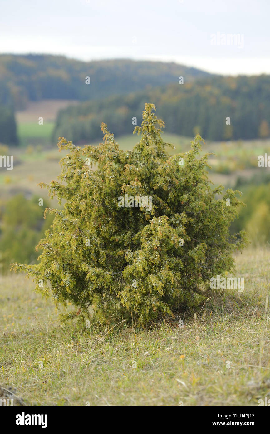 Common juniper, Juniperus communis, scenery, autumn, Stock Photo