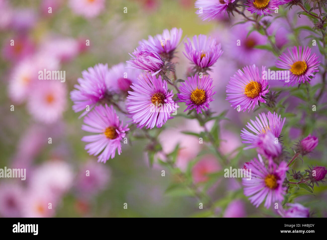 Pink chrysanthemum, Stock Photo