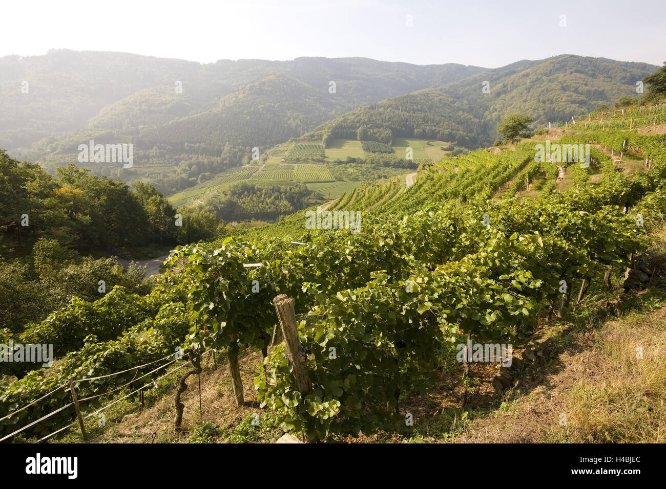 Wine region Wachau, Austria Stock Photo
