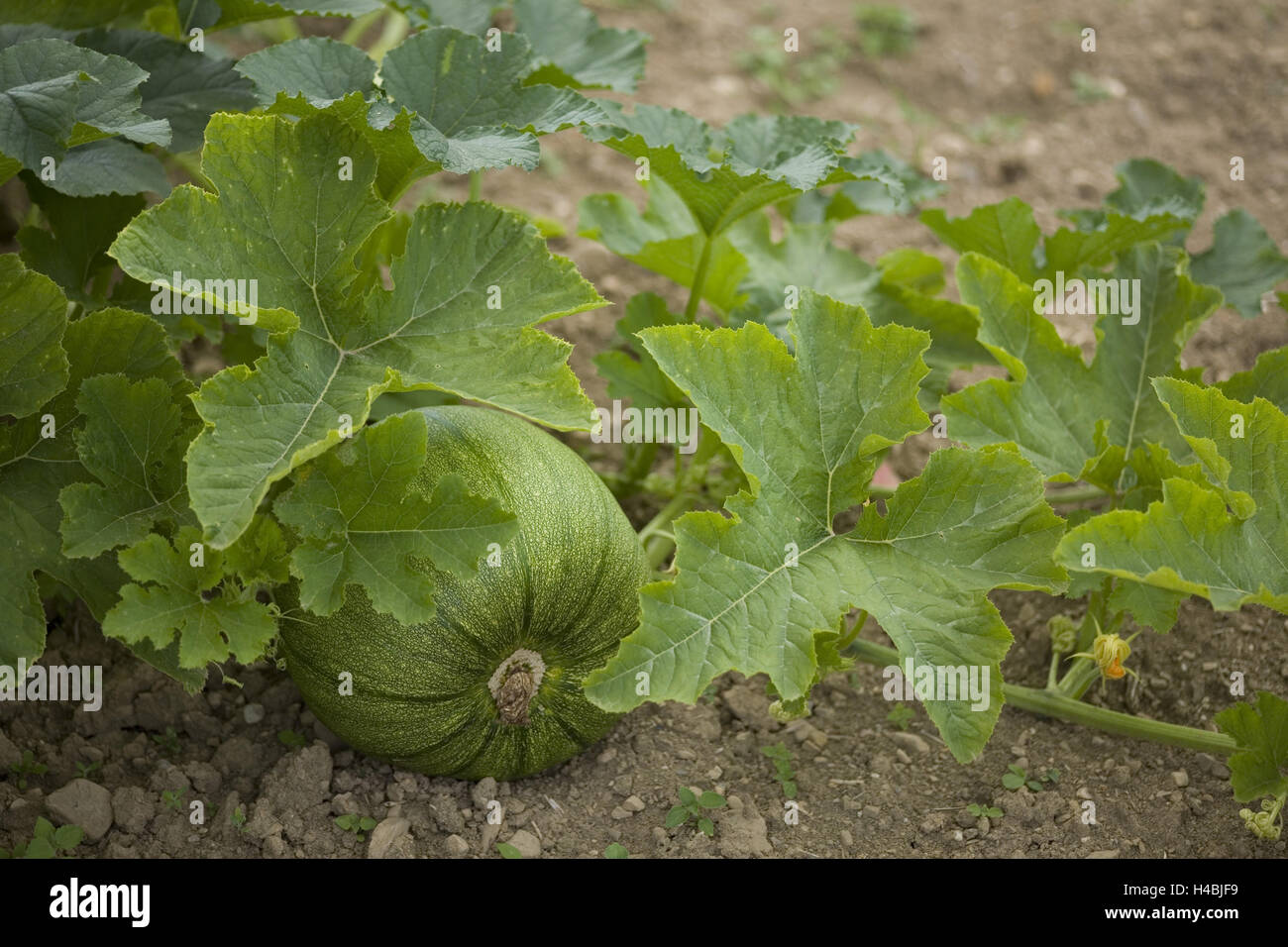 Pumpkin in the field Stock Photo - Alamy